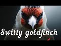 Switty goldfinch song 💯