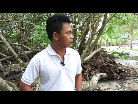 Perhutanan Sosial yang dikelola oleh Pemuda? IUPHKm PNPA Mangrove