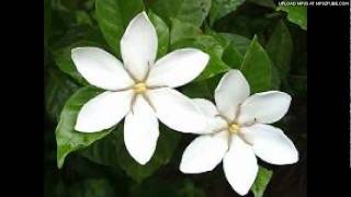 KARAOKE Dos Gardenias - Maria Rita