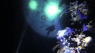 preview picture of video 'Key Largo scuba trip night dive'