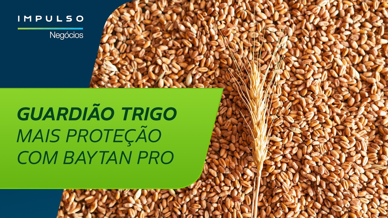 Trigo: produtividade começa na semente | Impulso Negócios 202