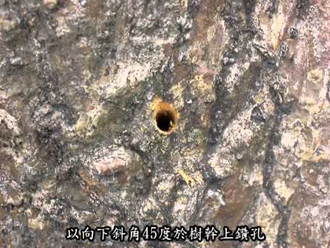 拯救珍貴刺桐大作戰 - 防治釉小蜂