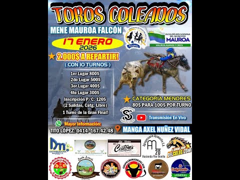 TOROS COLEADOS EN MENE MAUROA