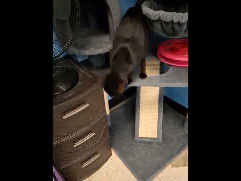 Happy Cat #happy-all-the-time, an adoptable Bombay Mix in Houston, TX_image-1