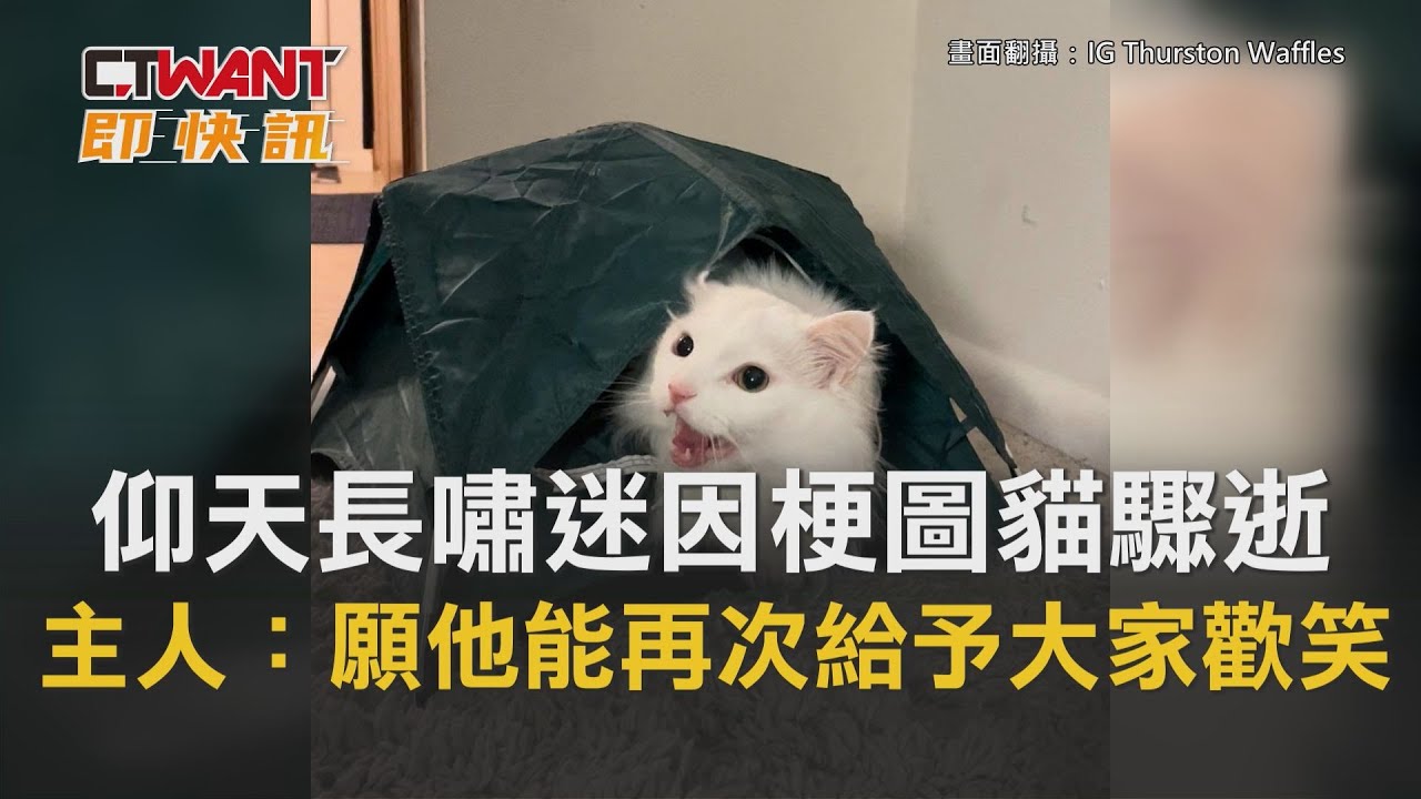 圖說-仰天長嘯迷因梗圖貓驟逝　主人不捨：願他能再次給予大家歡笑