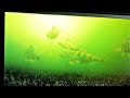 Video Thumbnail for How perch take the bait (underwater)#shorts #fishing #icefishing #catchandrelease