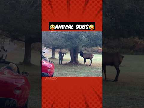 மான் கொம்பு FIGHT இருக்கு‼️😭🤣 #magnetbytes #funnydubbing  #animalfunny #funny #deer #photography