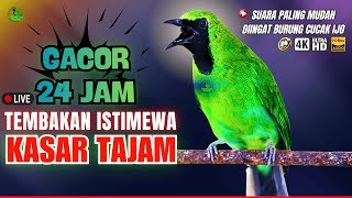 Download lagu 🔴MASTERAN CUCAK IJO GACOR ISIAN TEMBAKAN MEWAH! AMPUH Untuk Pancingan Cucak Ijo Gacor Emosi JUARA mp3 Download lagu 🔴MASTERAN CUCAK IJO GACOR ISIAN TEMBAKAN MEWAH! AMPUH Untuk Pancingan Cucak Ijo Gacor Emosi JUARA mp3