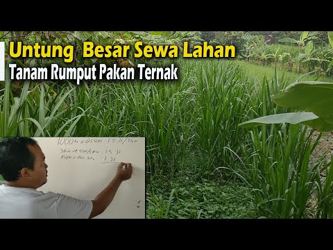 Untung Besar Sewa Lahan ditanami Rumput Pakchong, Gama umami Pakan Ternak Kambing, domba, sapi