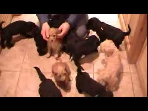 Chino & Dexter's litter