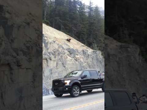 Grizzly vs. Mountain Goat and her baby