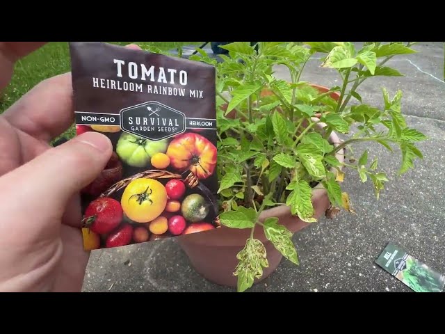 Best Tomato Seeds for Beginners - close-up view