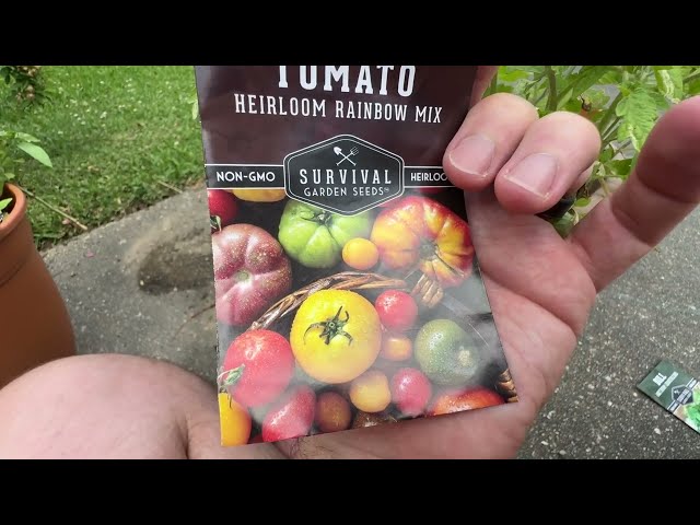 Best Tomato Seeds for Beginners - product in use
