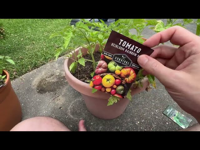 Best Tomato Seeds for Beginners - alternate angle