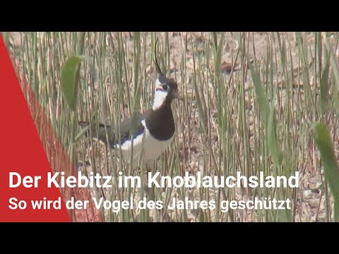 Vogel des Jahres 2024: So wird der Kiebitz im Knoblauchsland geschützt