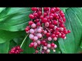 Maianthemum Racemosum Berries