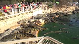 preview picture of video 'Djerba Explore - Crocodile farm'