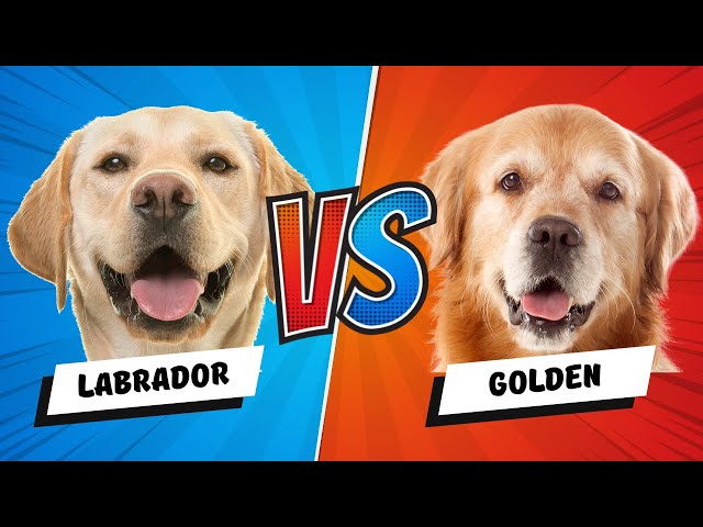 Προφορά βίντεο labrador retriever στο Αγγλικά