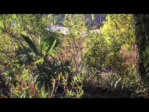 Follow by Charming Horses ft. Jona Bird (Video)