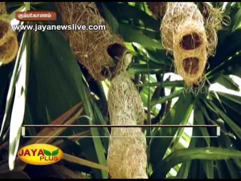 download lagu mp3 mp4 Thookkanam Kuruvi In Tamil, download lagu Thookkanam Kuruvi In Tamil gratis, unduh video klip Thookkanam Kuruvi In Tamil
