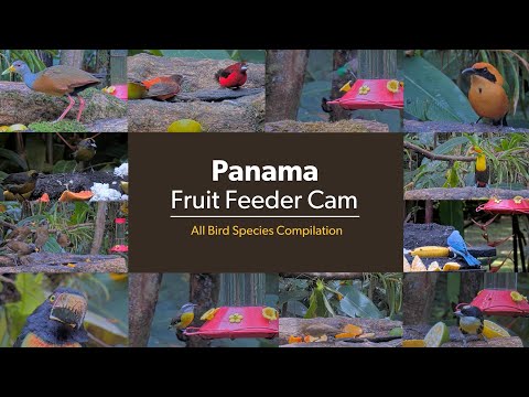 Panama Fruit Feeder Cam: All Bird Species List