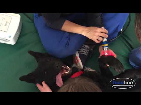 Veterinary Laser Therapy: Lumix C.P.S. Fisioline Arthrosis treatment