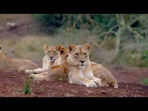ANIMALES AL NATURAL  Grandes felinos   HD