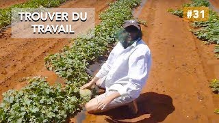 preview picture of video 'S1 AUSTRALIE - Episode 28 - Part 1 : Le Fruit picking de Melon à Mount Magnet, WA'