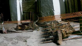 Cat trap.How to Trap a Feral Cat?Wild cat smashes trap#part2
