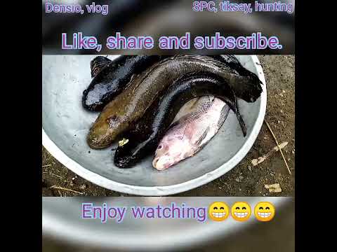 big snake head fish hunting..