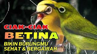 Download lagu CIAK CIAK KECIAL BETINA, Ampuh DONGKRAK EMOSI | Bikin Kecial GACOR NEMPEL mp3