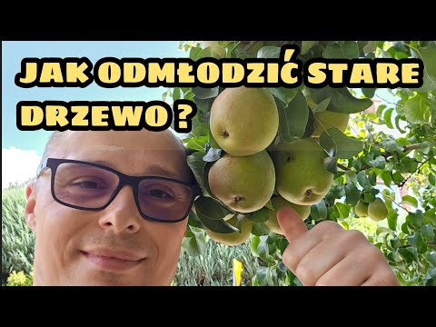 👉 How to rejuvenate an OLD pear tree 🍐 Rejuvenating pruning – spectacular effects after years!