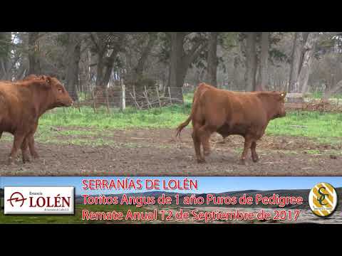 06-09-17 Toritos Angus P.P. - Dia de Campo Cabaña Lolén - C. Suarez