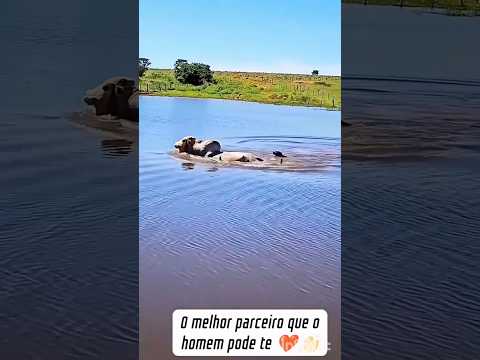 top #boi #cachorro #agro #vaca #agro #fazenda #shortvideo #shortsfeed #boiada #cavalos #viral
