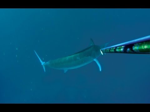 Spearfishing Marlin
