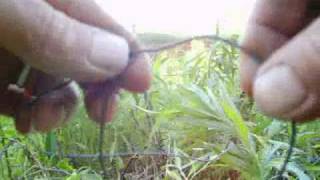 snare trap for small animals,  Wilderness Survival