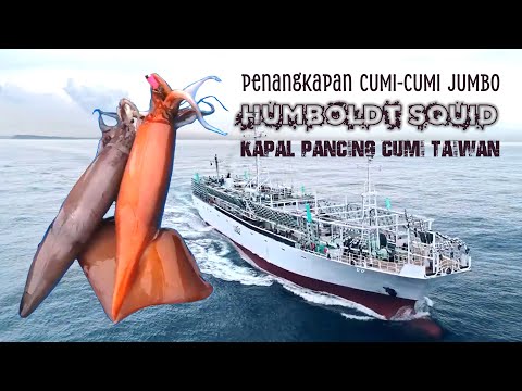 Catching Jumbo squid (humboldt squid) by Taiwanese squid fishing boat.