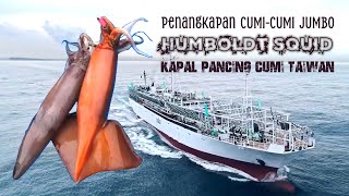 Download lagu Catching Jumbo squid (humboldt squid) by Taiwanese squid fishing boat. mp3