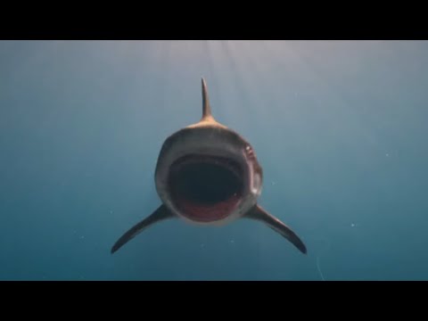 Exclusive Trailer: Deep Blue Sea 3 - 
