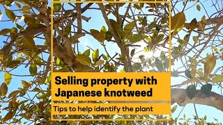Selling a House with Japanese Knotweed - 5 Tips to Help Identify  - LDN Properties