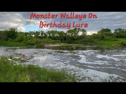 Monster Walleye On Birthday Lure.