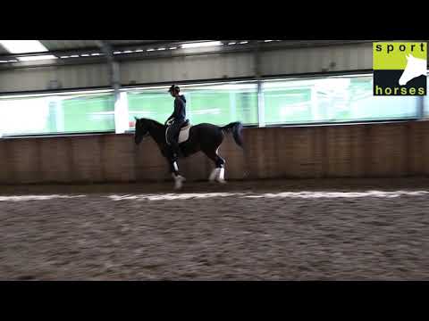 KWPN | Toto Jr | Vivaldi