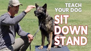 Teach Your Dog SIT DOWN STAND   Basic Dog Training