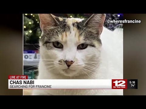 Where's Francine? Beloved Lowe's cat goes missing