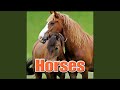 Horse Interior Whinny Animal Horses