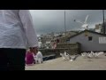 When Seagulls Attack