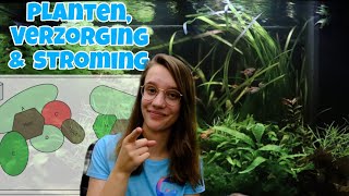 80cm Aquarium INRICHTEN MET PLANTEN-PLATTEGROND //Nickey//
