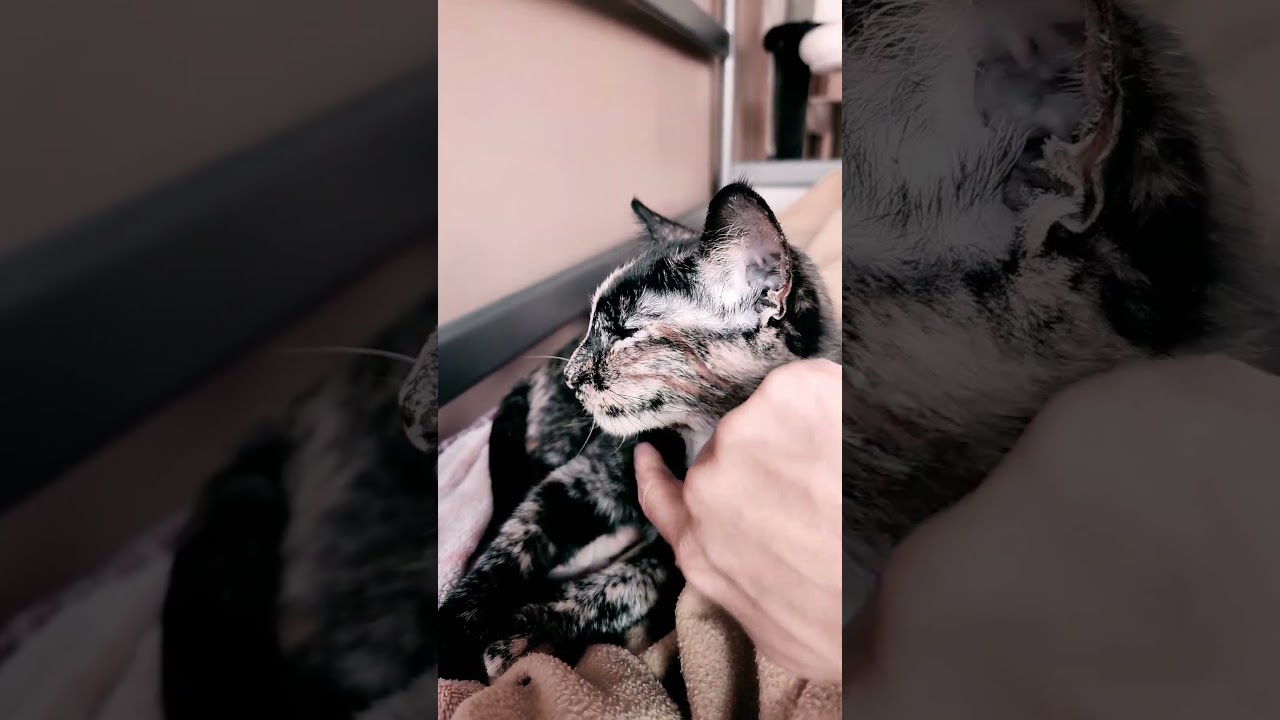 Enlarge Bambi, a Adoptable mixed breed in San Jose, CA video 3/6