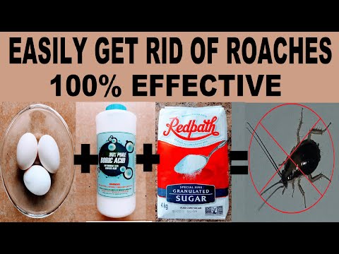 How to Get Rid of Roaches Easily Forever