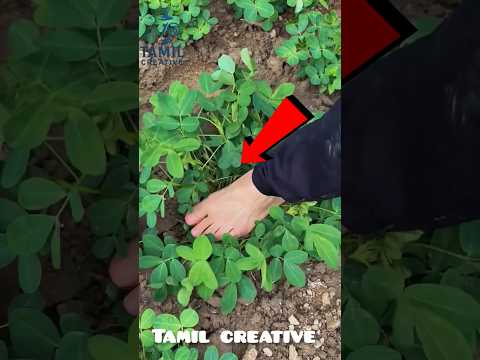 எதற்காக இந்த கடலைச் செடியை மிதிக்கிறார்கள் #reel #tamilfacts #tamilnews #tamil #shorts #facts